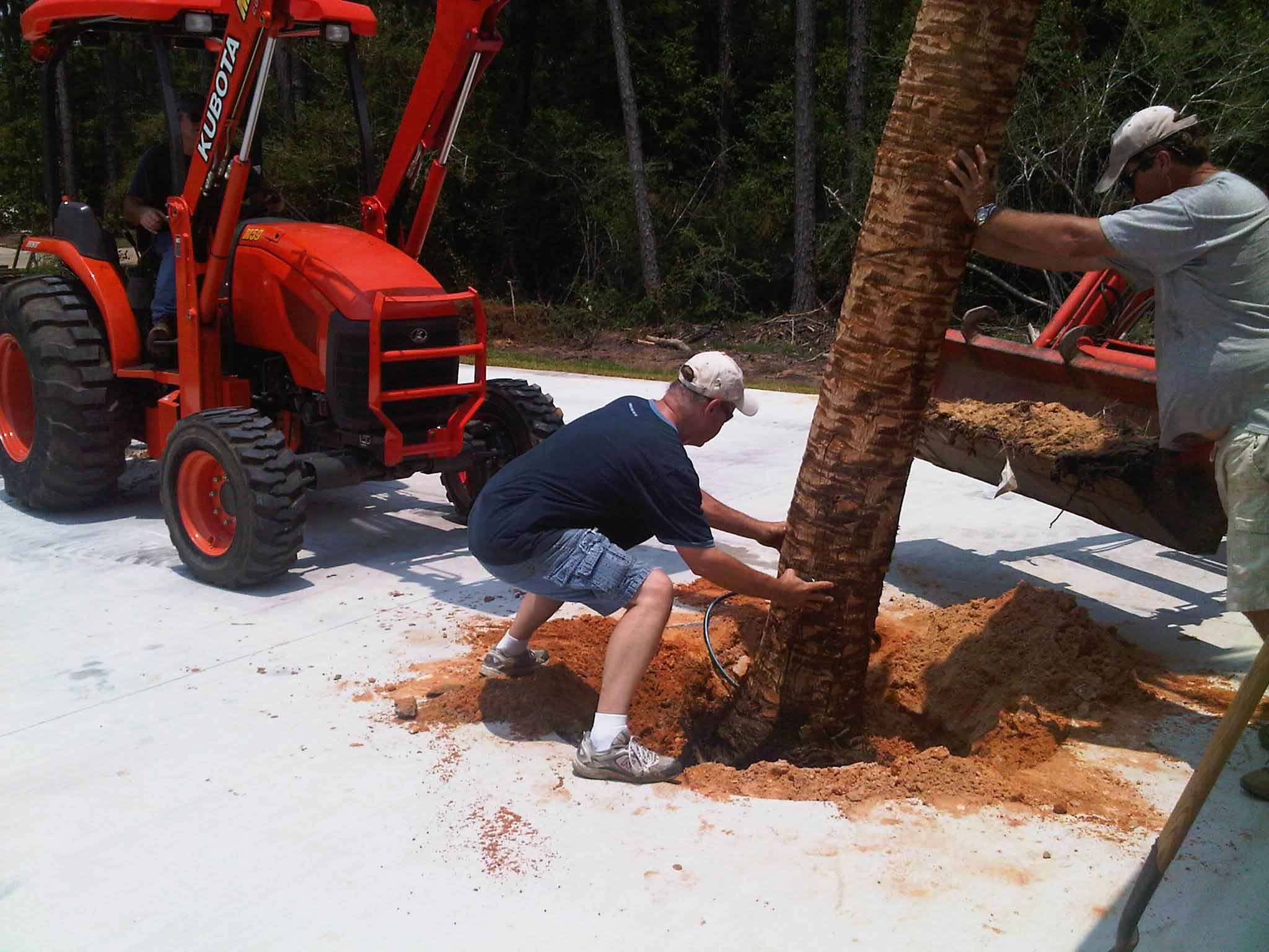 planting a palm tree